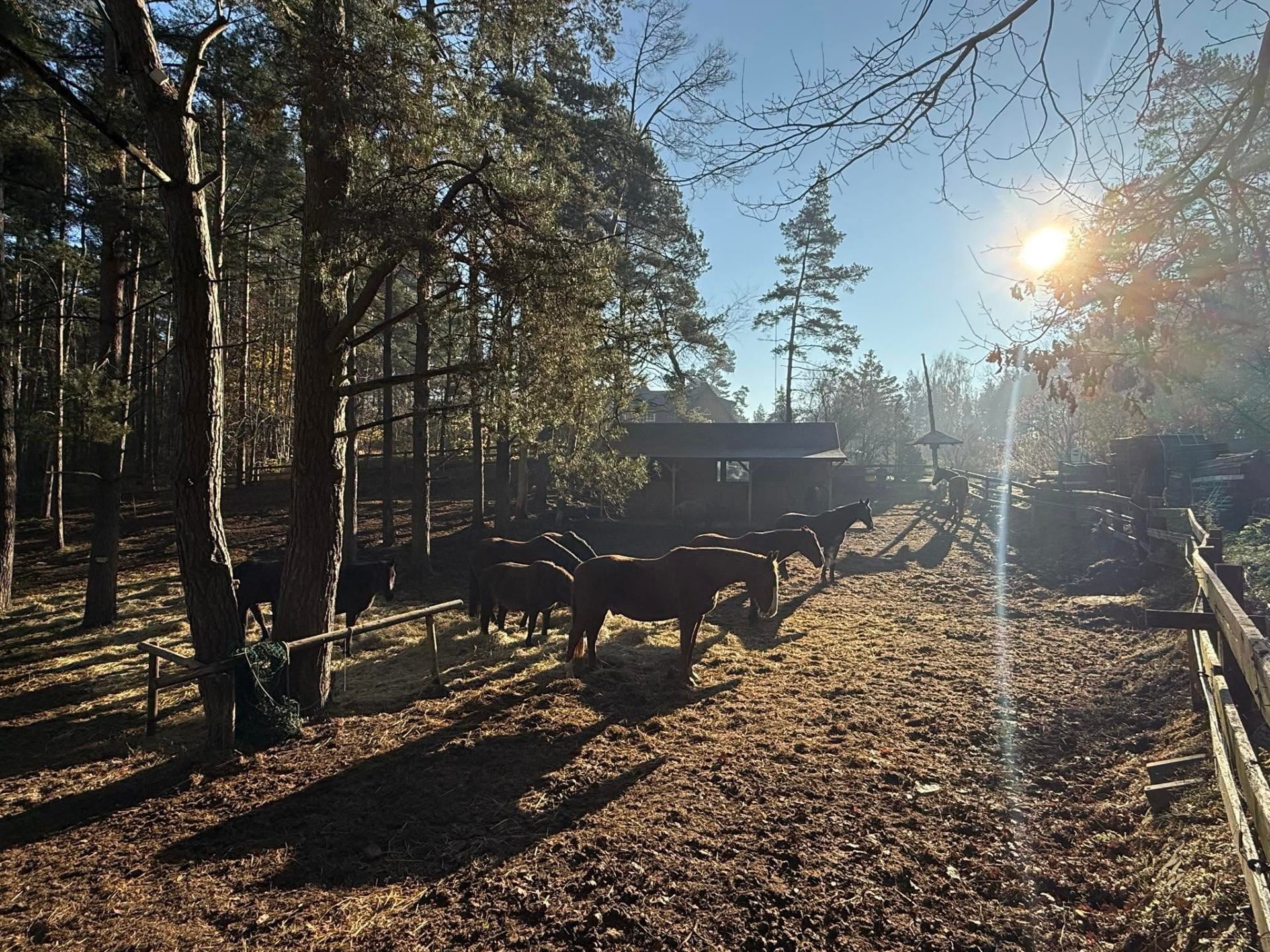 obóz Klasyczno-naturalny Obóz jeżdziecki Wilcze Ranczo w Borkowo